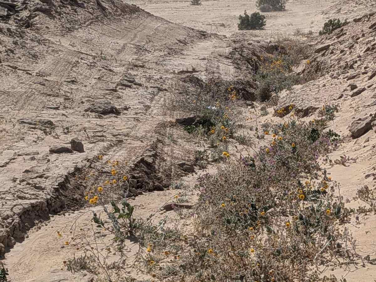 BLM 414 photo 3