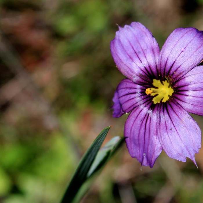 Near Olompali State Historic Park