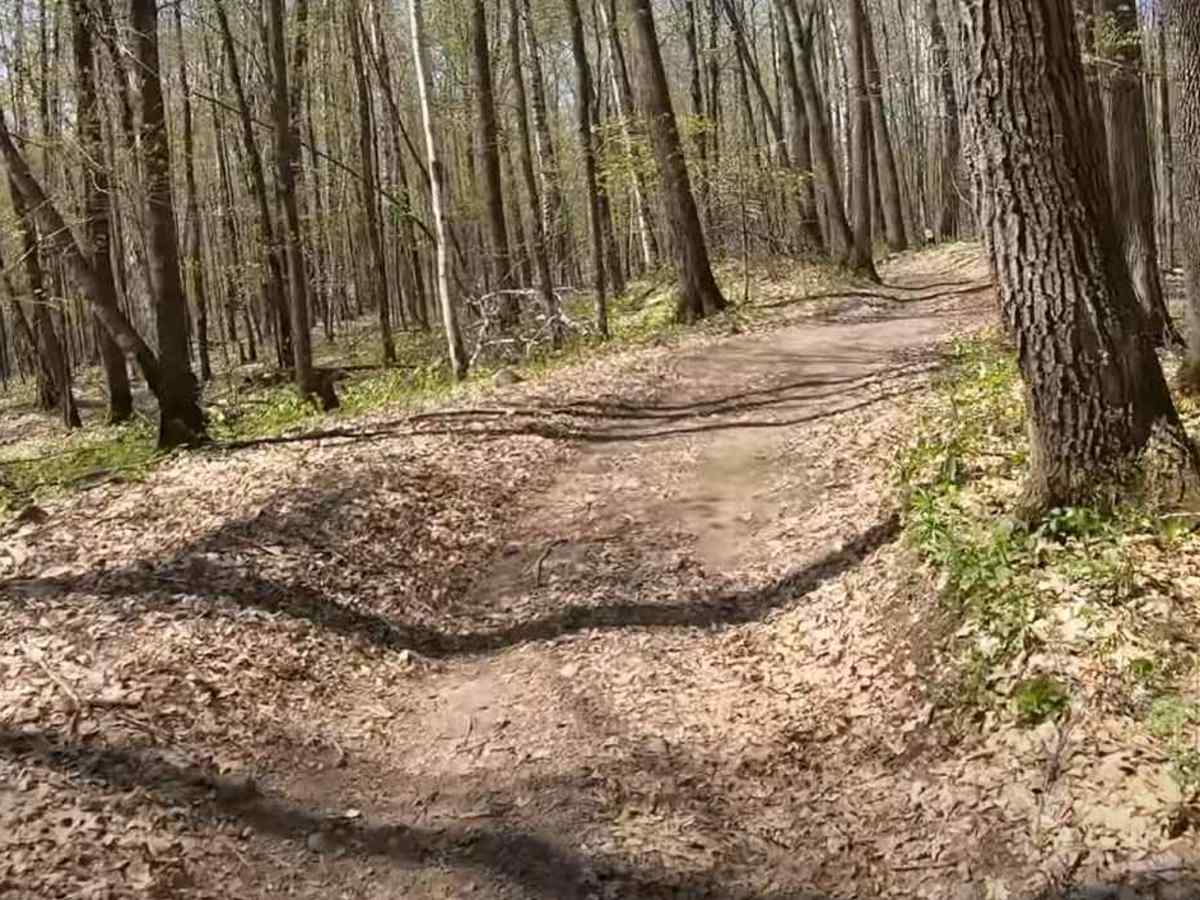 Foxy Loop 2 photo 5