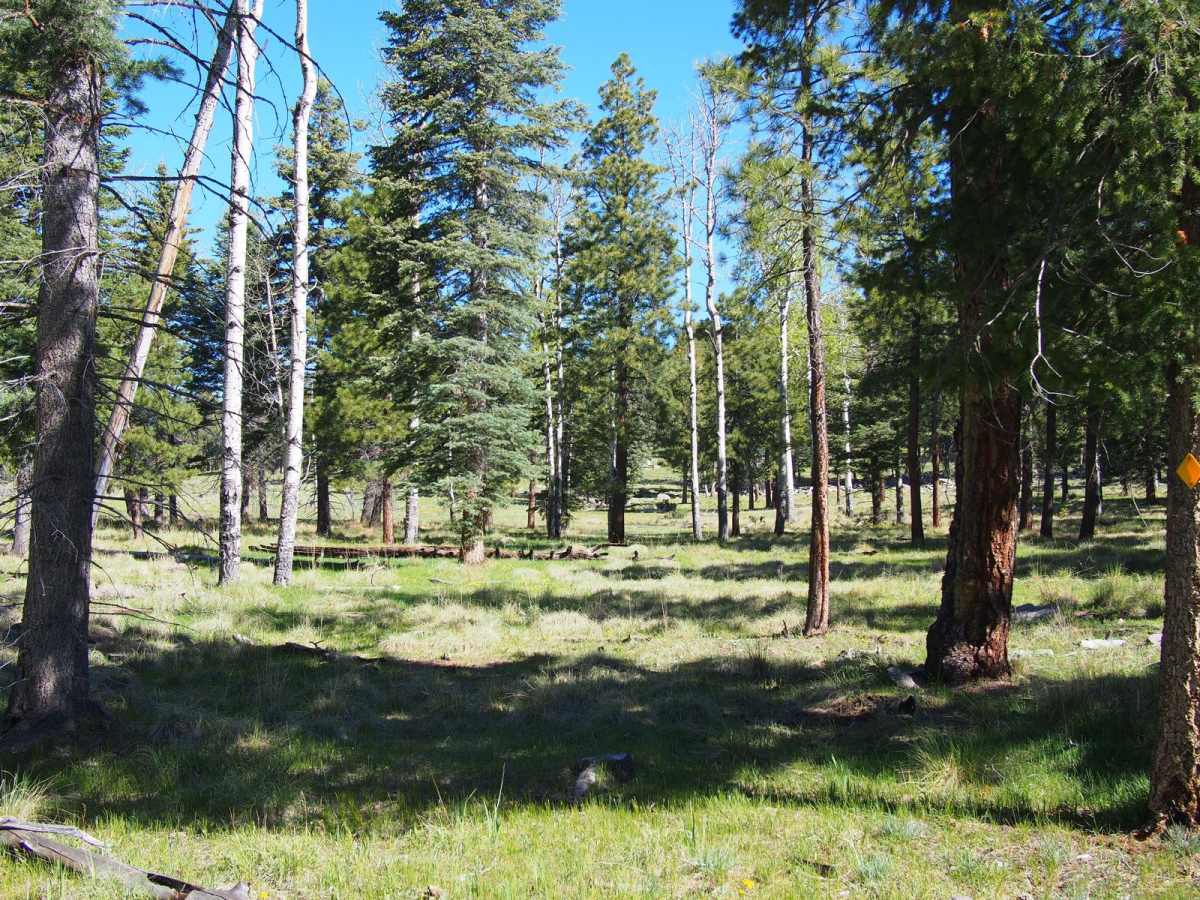 St. Peters Dome Wilderness Exploration Route photo 5