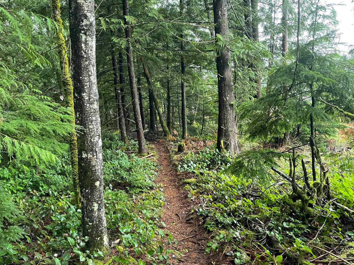 Dark Woods trail photo