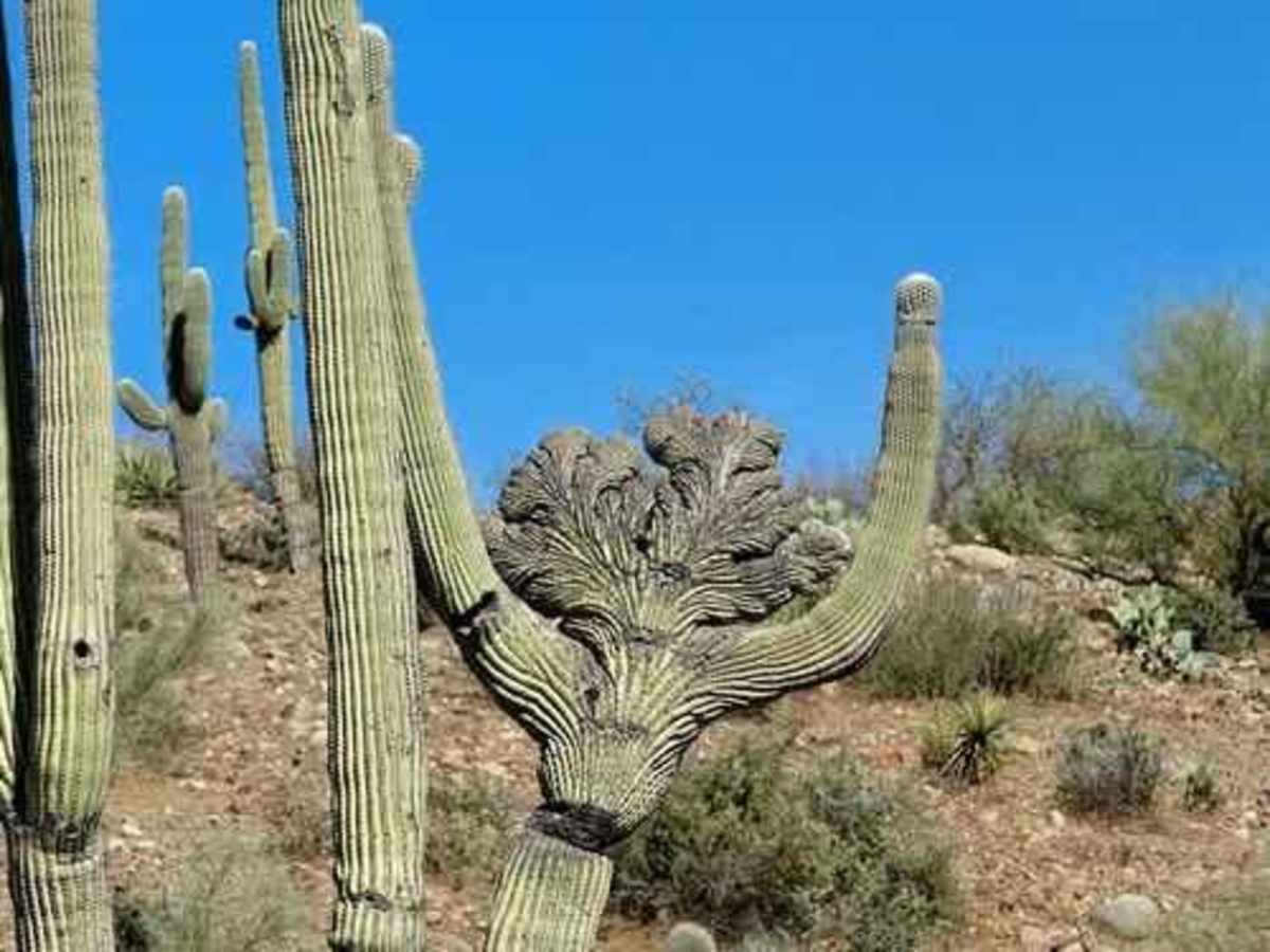 Devil's Canyon photo 6