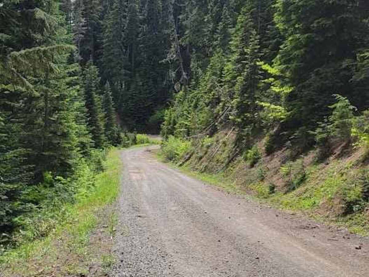 Cabin Creek Road (NF-41) photo 2