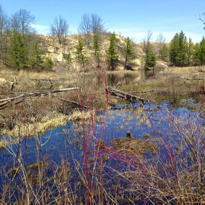 Towering sand dunes and interdunal ponds. Near Paul H. Douglas Trail