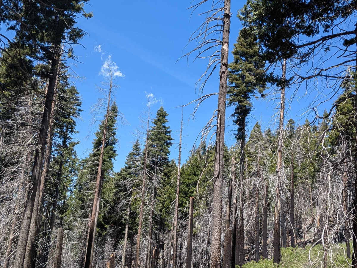 Fir Camp - FS 24S22 photo 6