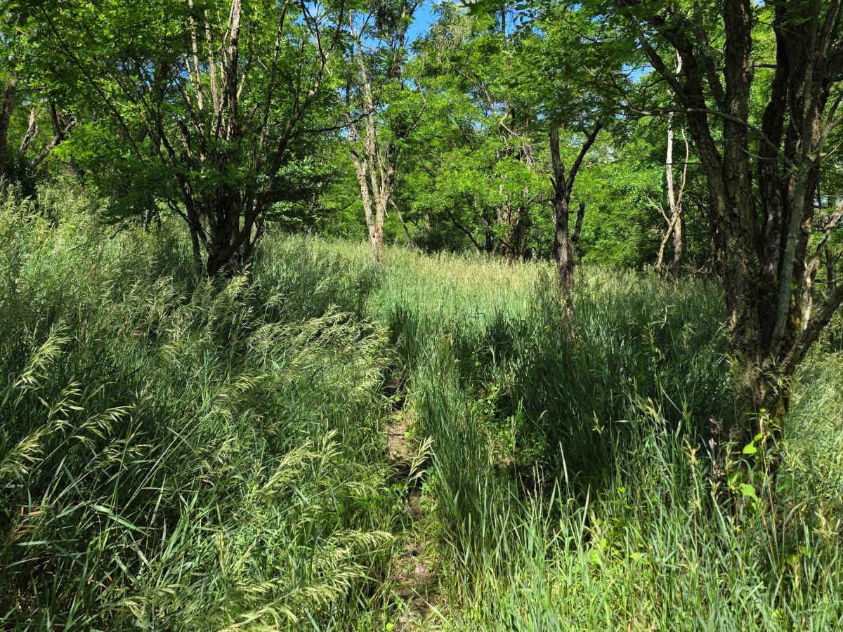 Single Track AA photo 2