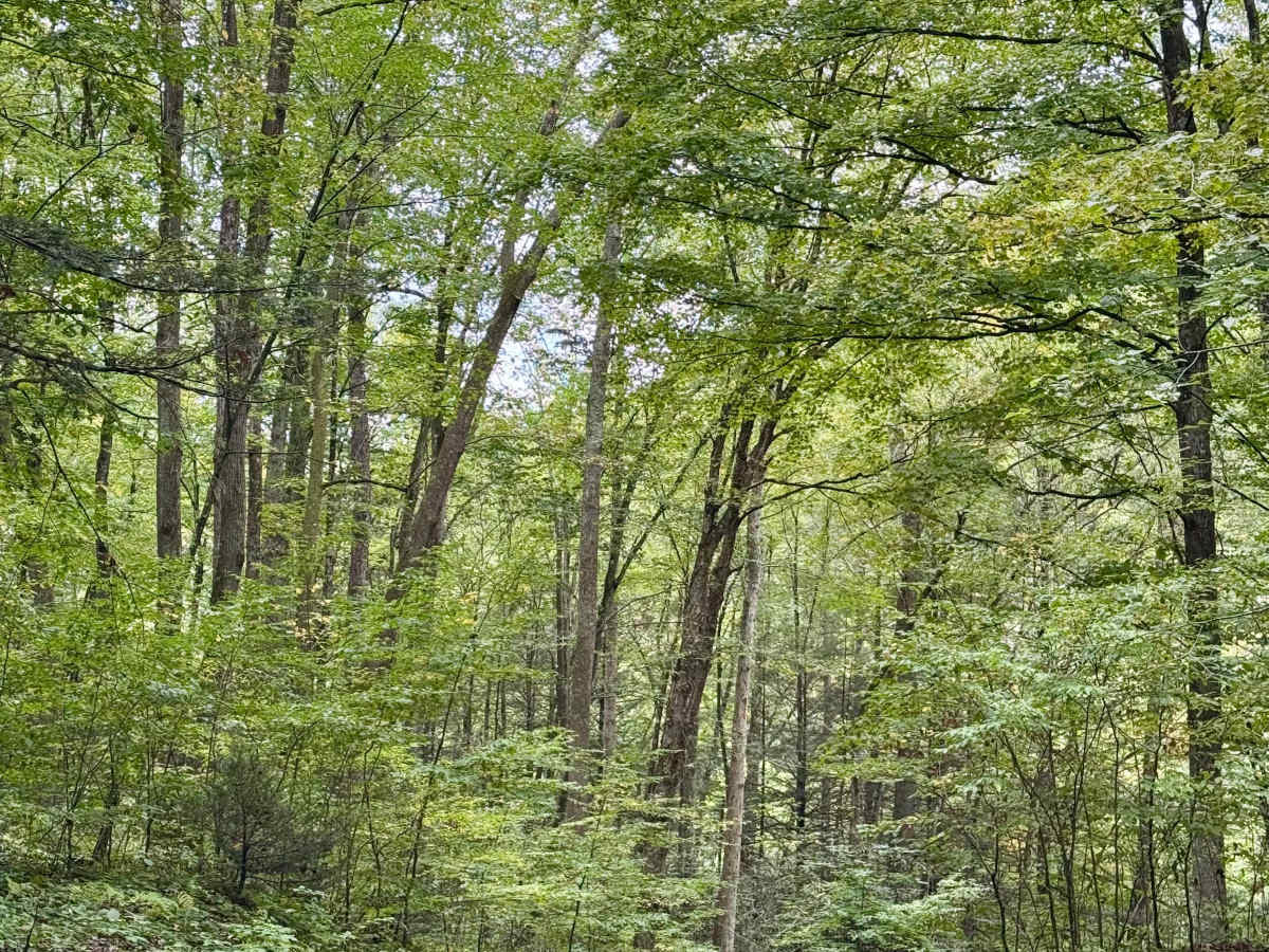 Mix Run Road photo 3