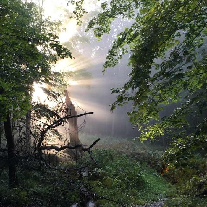 A large broken oak tree near the summit. Near Fumee Mountain Trail