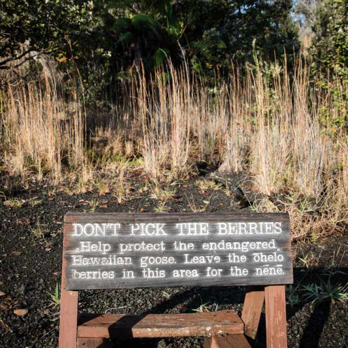 Near Devastation Trail Near Devastation Trail