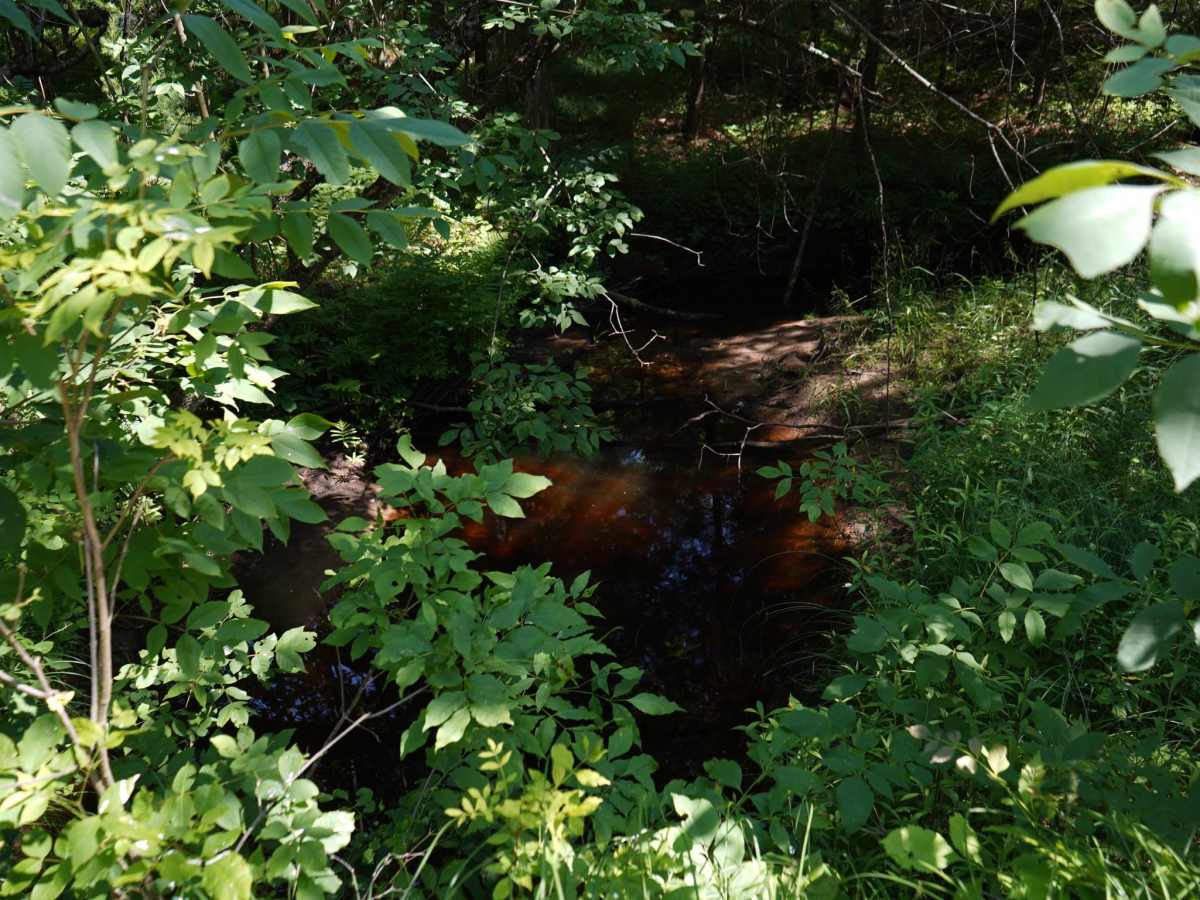 Mosquito Alley Truck Trail photo 5