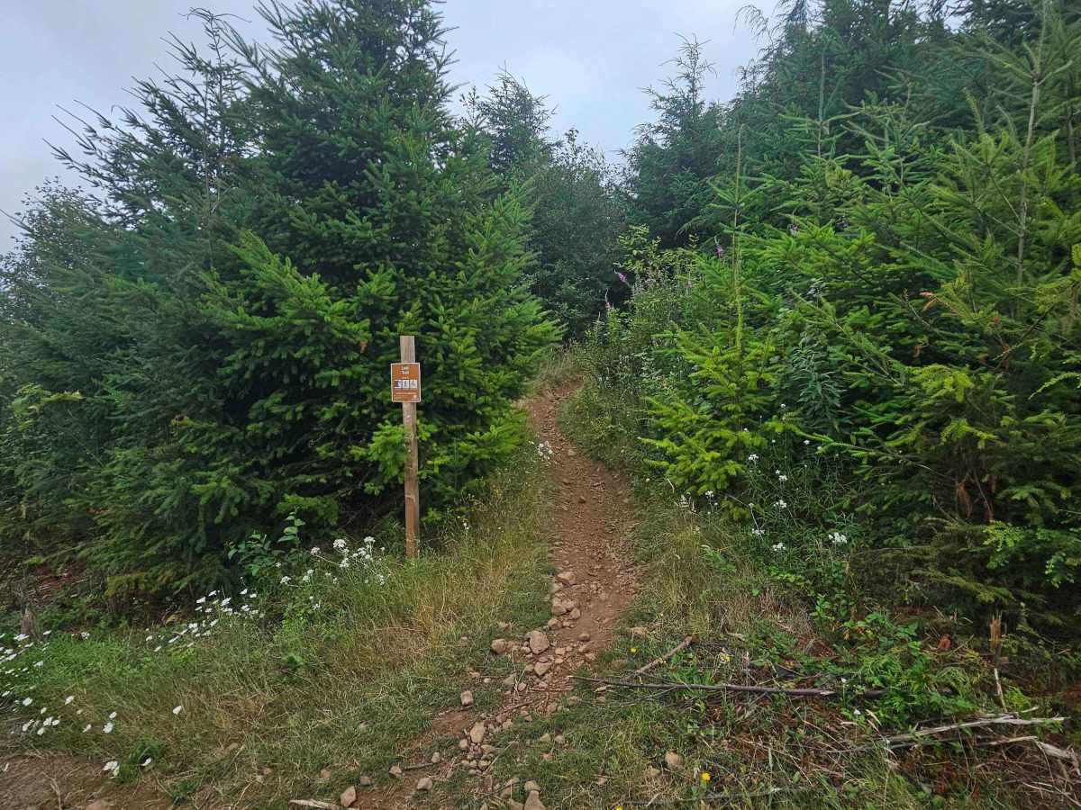 Loki trail photo