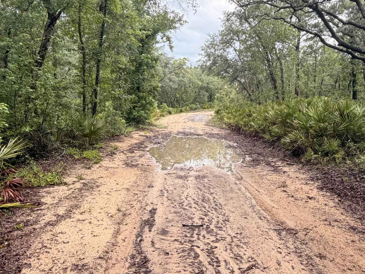 Griffin Ridge WMA photo 3