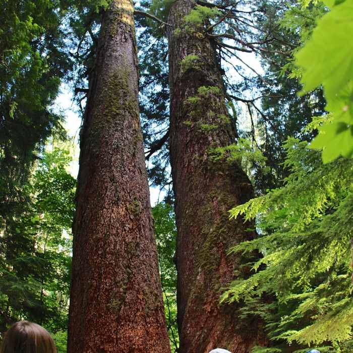 Douglas Fir cut in half and still alive Near Grove of the Patriarchs