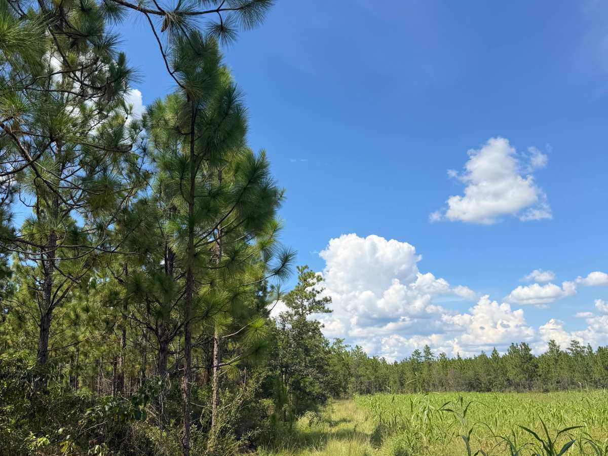 Blackwater River R73 photo 5