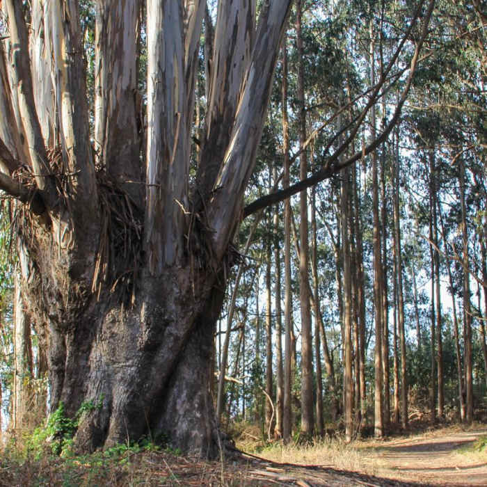 Near Palomarin Hike to Bass Lake