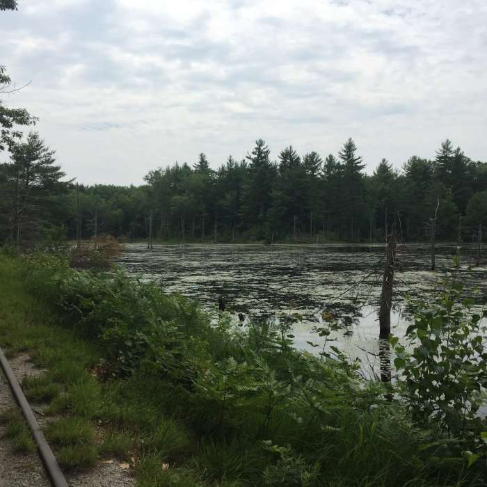 Near Cotton Valley Rail Trail