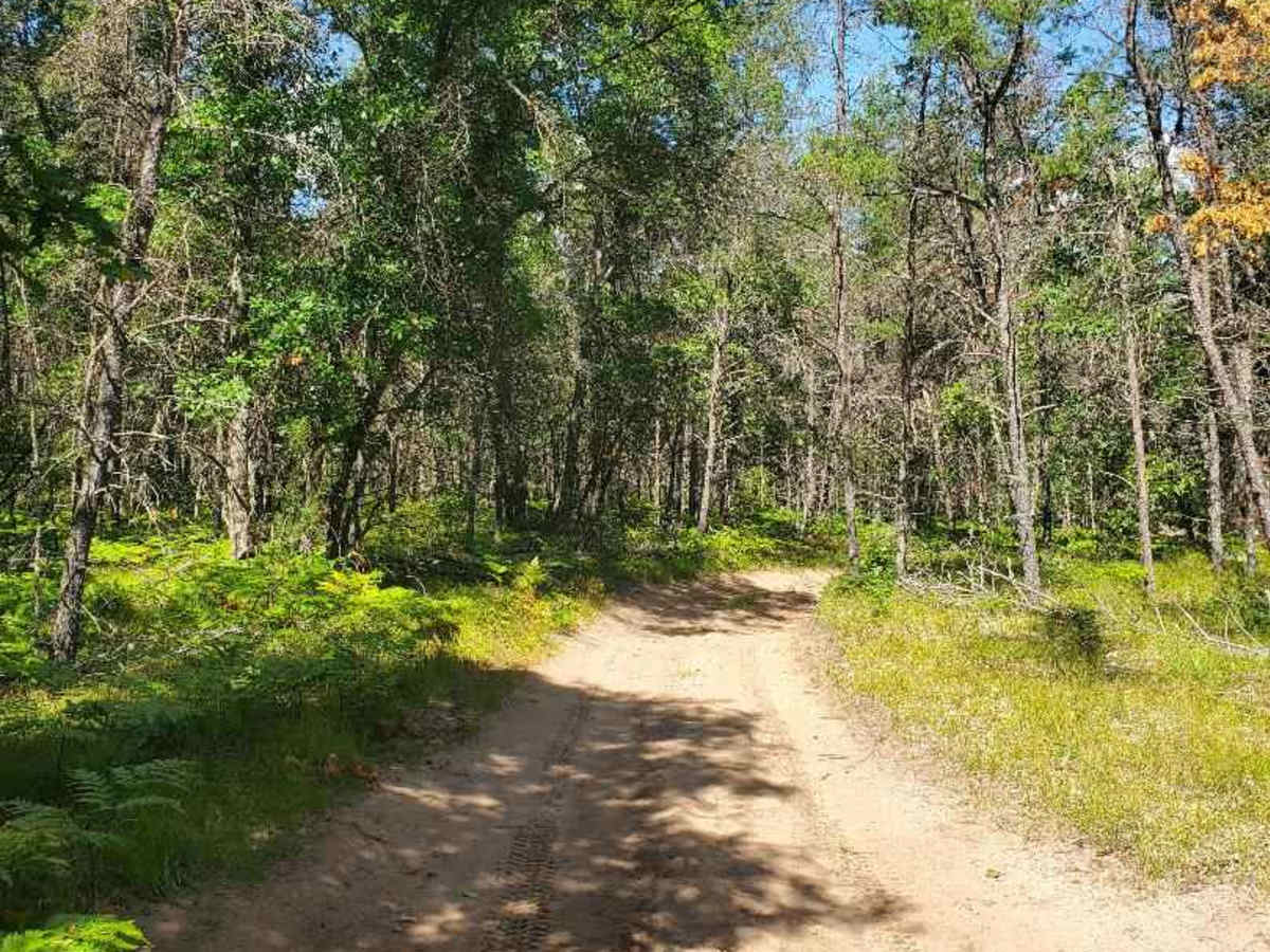 The Outer Dogman Trail photo 2