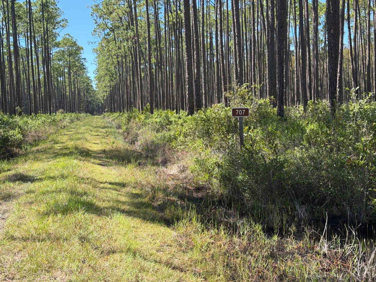 FS 707 trail photo