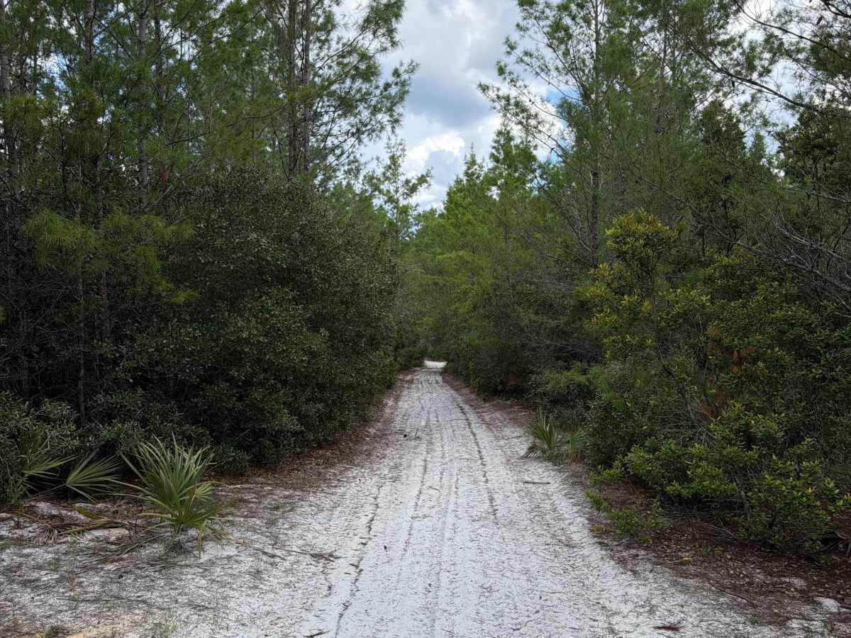 Ocala National Forest 445-2.3B photo 2