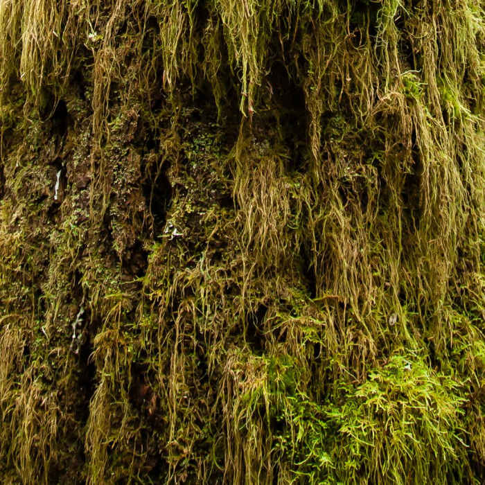 Near Niagara Falls + Pheasant Creek Falls