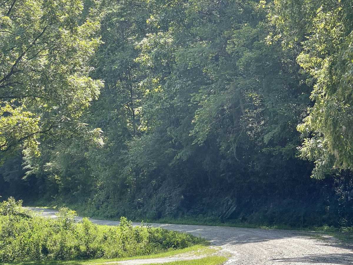 Mulberry Creek Road trail photo