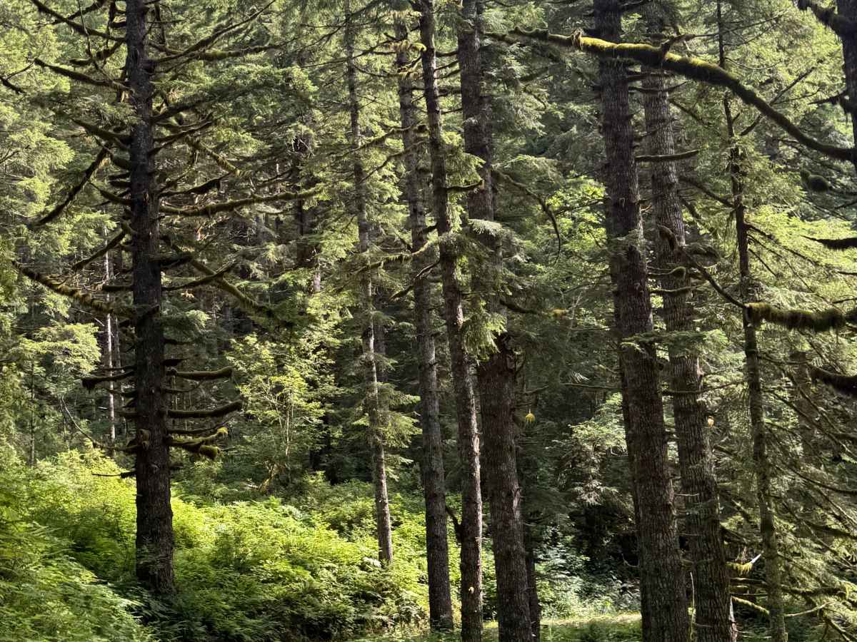Cedar Lake - FS 1432 photo 6