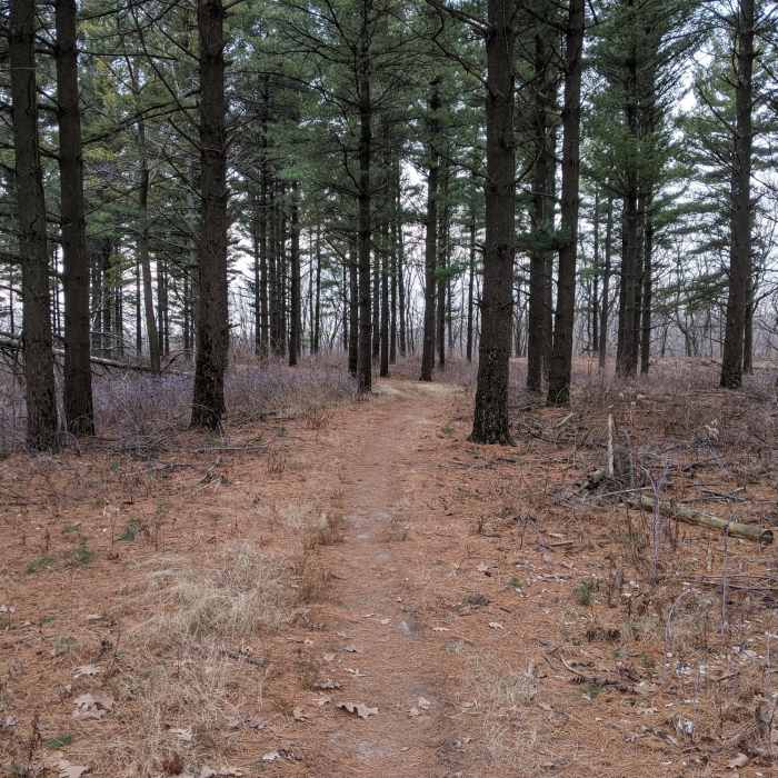 Awesome pine plantation Near Ice Age Trail: Whitewater Segment