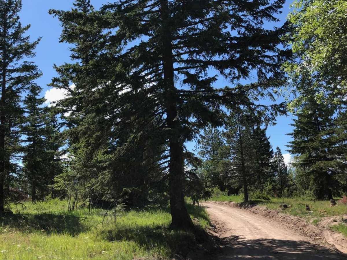 Bethel Ridge Road East trail photo