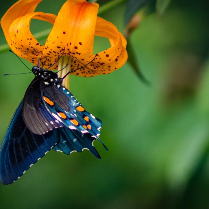 Near Huckleberry Knob Near Huckleberry Knob