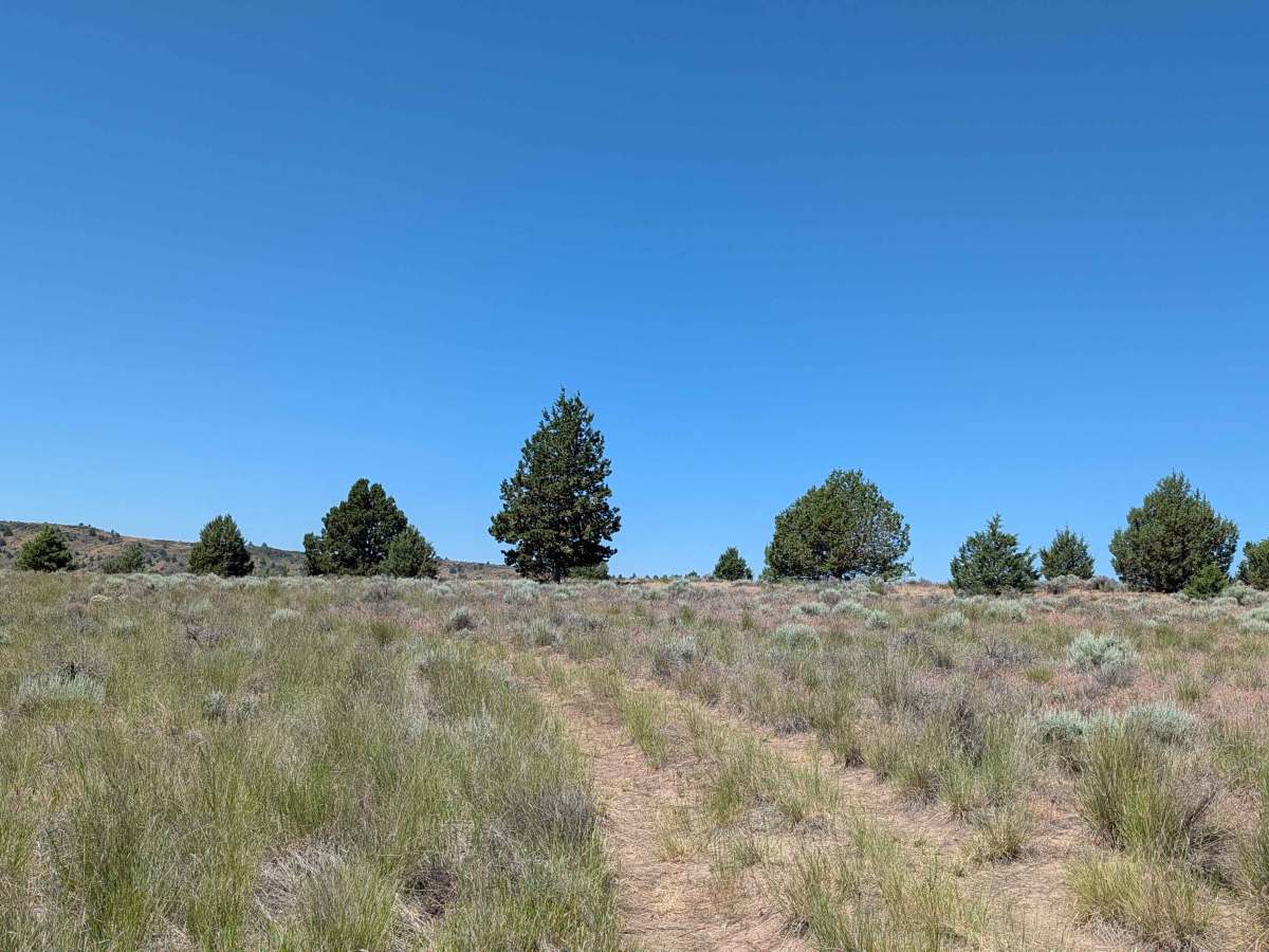 Sheep Camp Spur A - FS 47N18A  photo 3