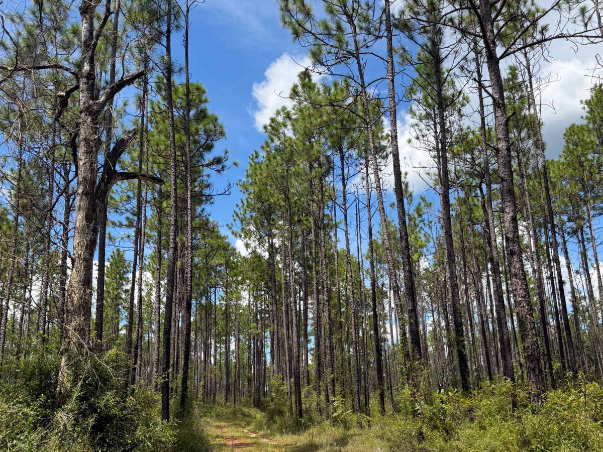 Blackwater River R84 photo 3