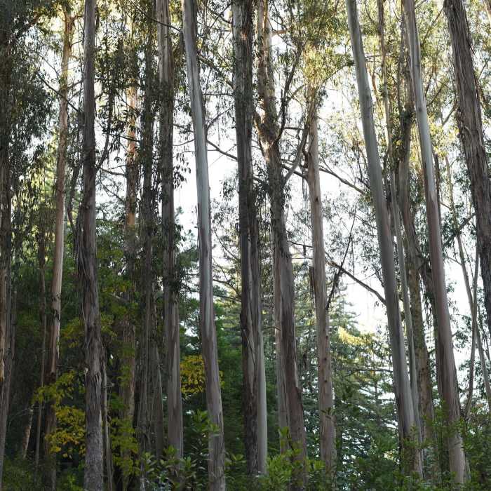 A grove of eucalyptus trees sits at the junction fo the Meadow and Redwood Trails. Near Redwood Trail