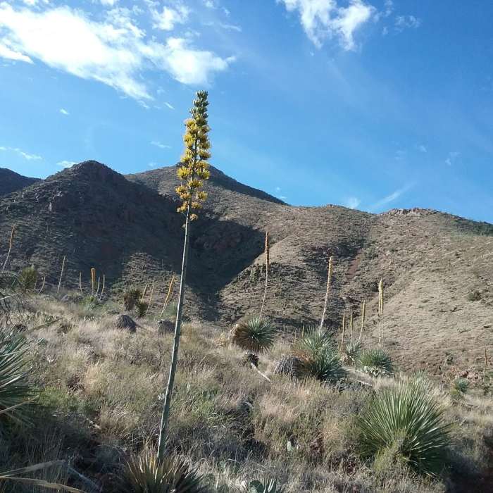 Near Agave Sidetrack