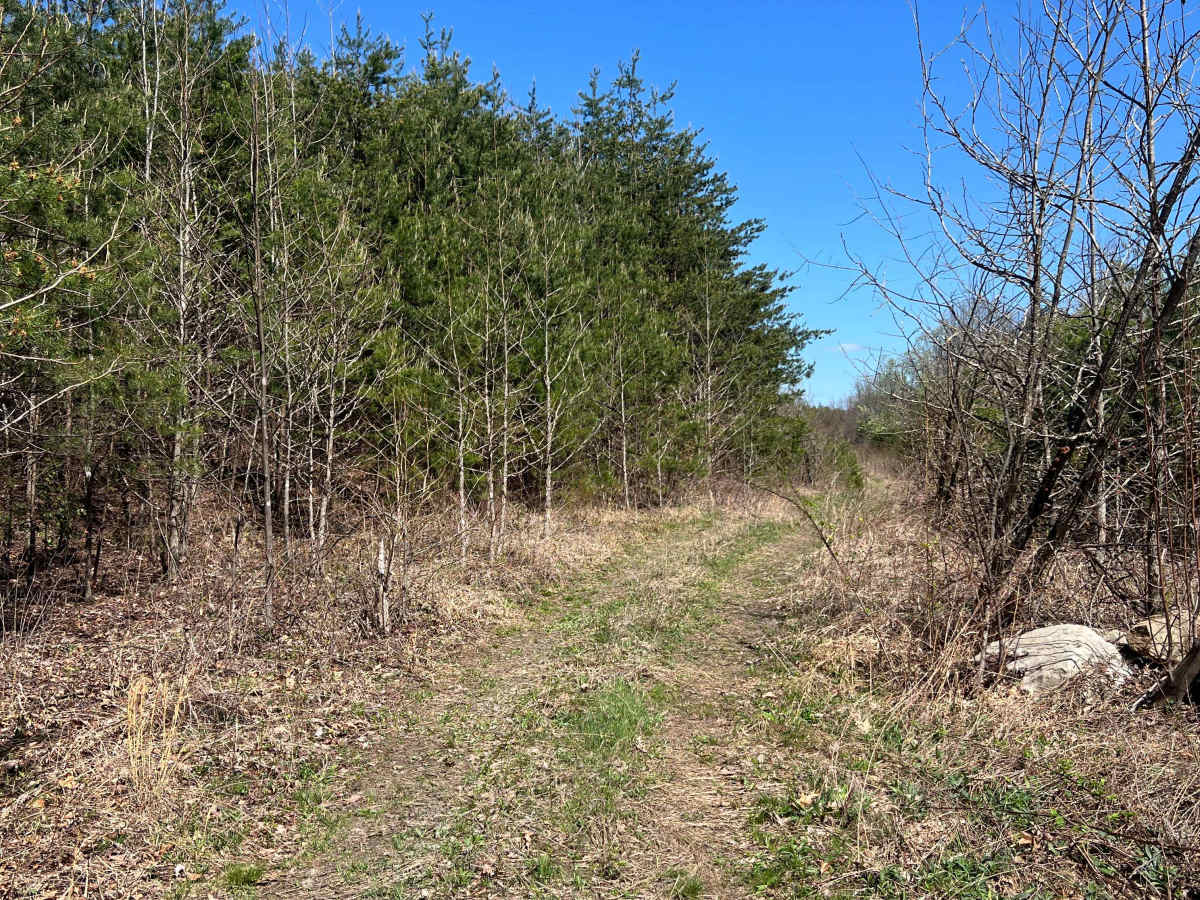 Q37A trail photo