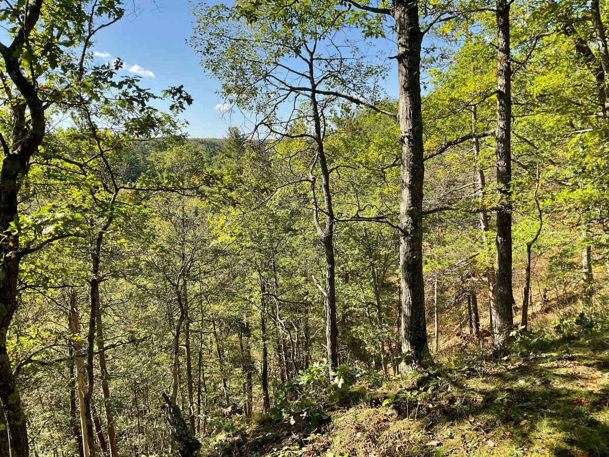 Pine River Corridor photo 2