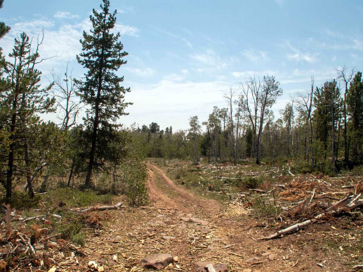 77 Flat Road - FS 10275 trail photo