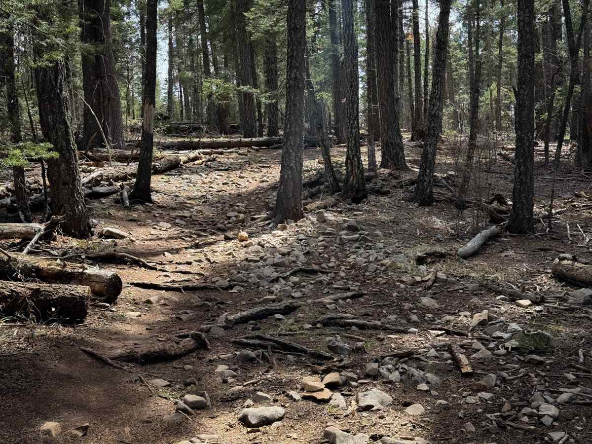 Pines North Trail  trail photo