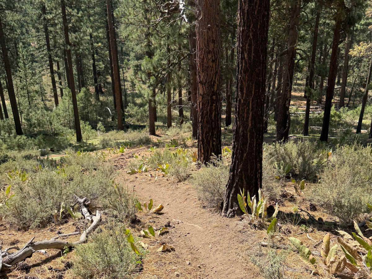 #39 trail photo