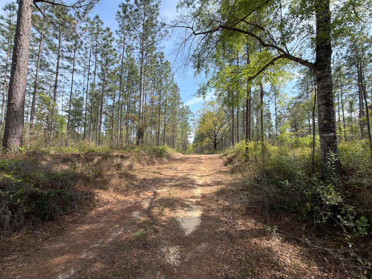 Mashourn Forks Road photo 3