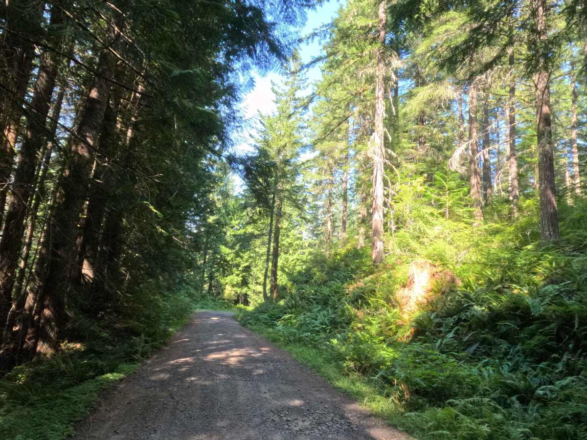 Boyer Creek Road - FS 4612000  photo 5