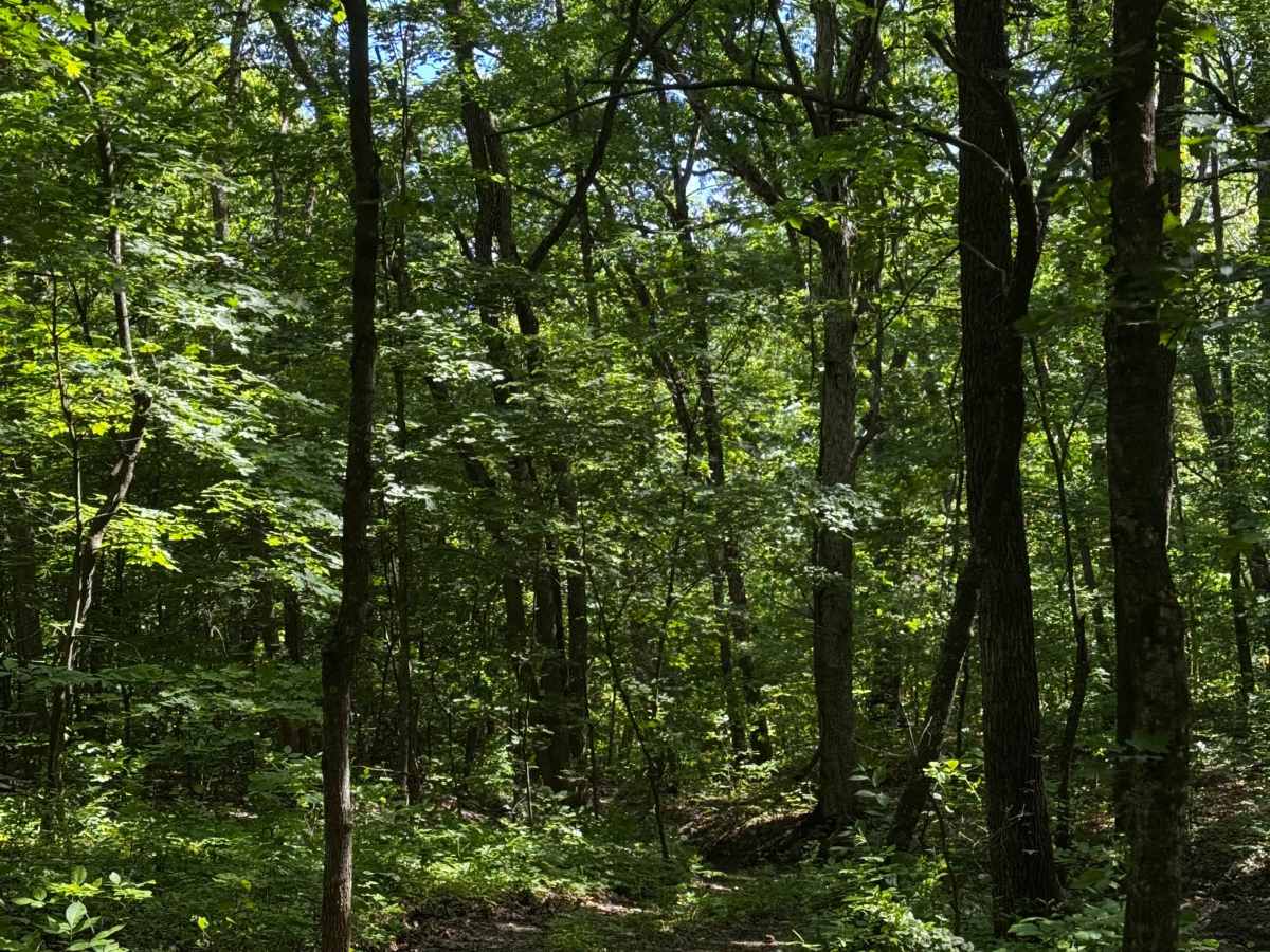 Inner Trail 25 photo 3
