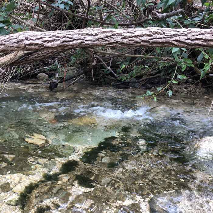 Laurel Oaks Creek runs alongside and across the trail in several places. Great spot to sit with a cup of coffee and hang with your dog. Near Great Hills Park Trail