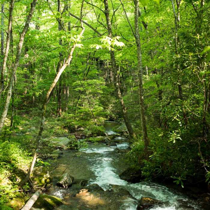Near Little Bearwallow Mountain Near Little Bearwallow Mountain