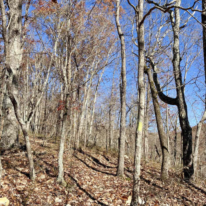 Near Laurel Woods Trail