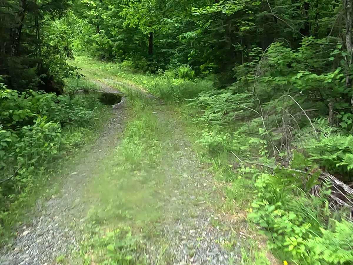 Wolf Lake Road Spur trail photo