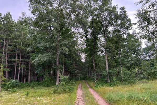 Forest Service Road 8259