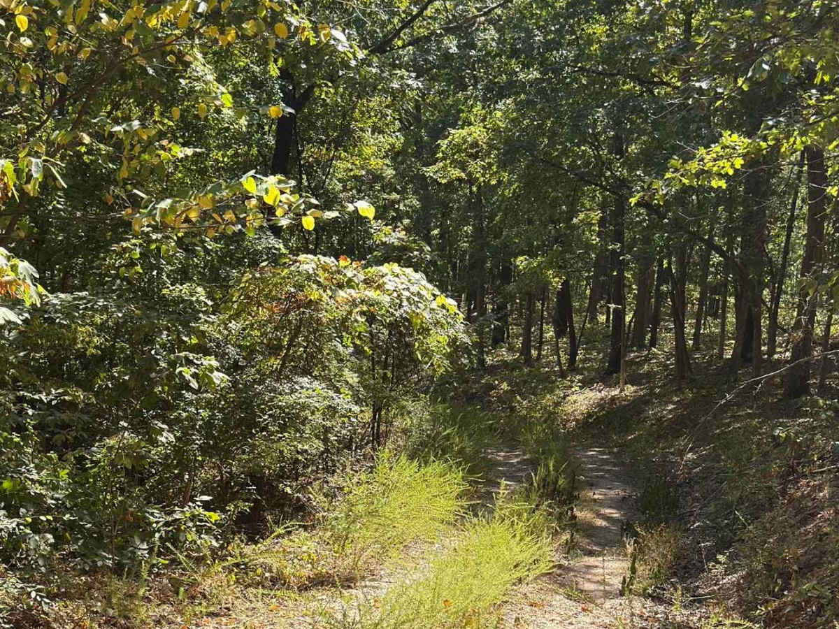 Baldknobber - FS 623 photo 2