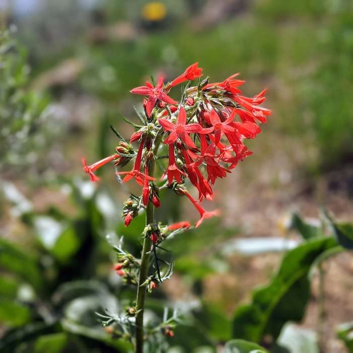 Near Adelmann Mine and Lucky Peak