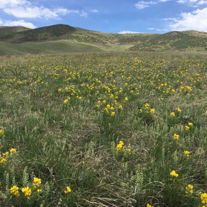 Near Rooney Valley Trail