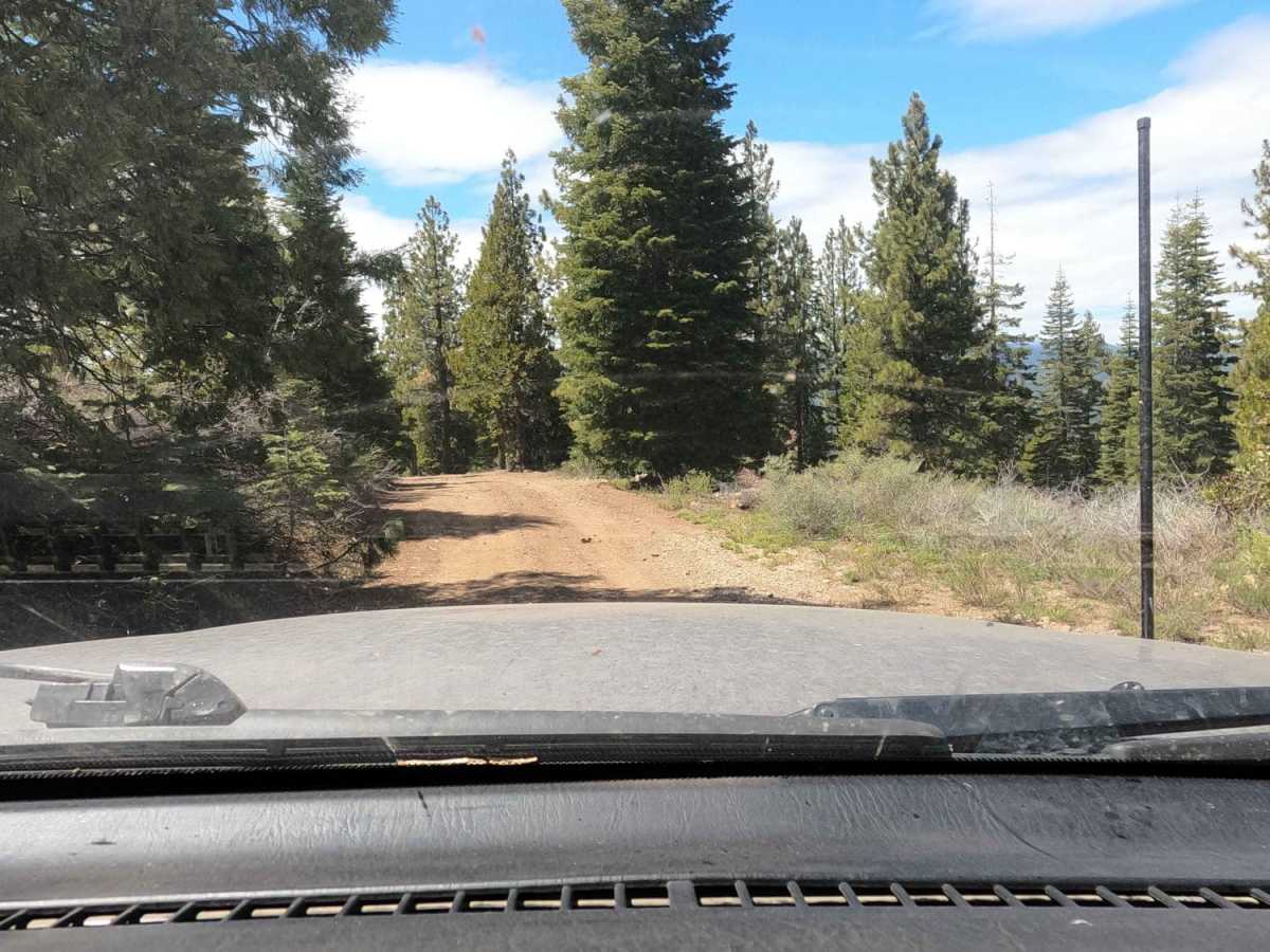Sugarpine - NF22N55 photo 4